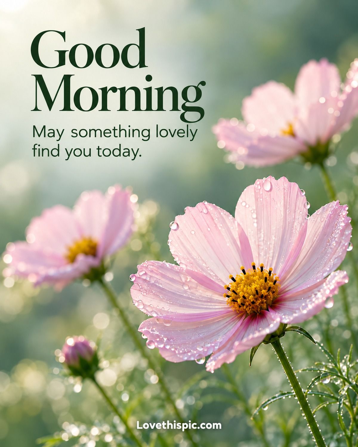 Good Morning May Something Lovely Find You Today Pink Cosmos Flowers