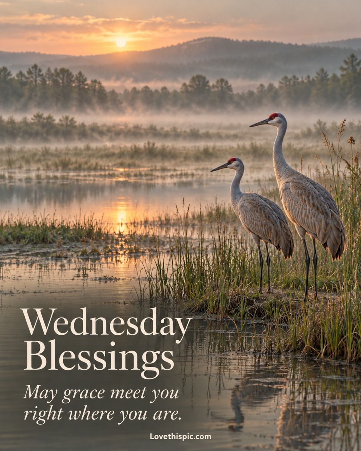 Wednesday Blessings May Grace Meet You Right Where You Are Cranes