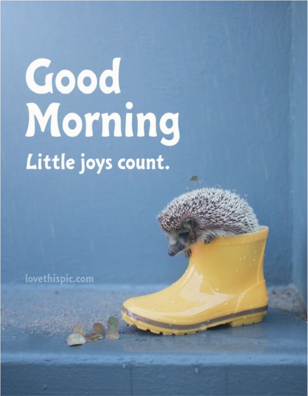 Good Morning Little Joys Count Hedgehog In A Yellow Rain Boot