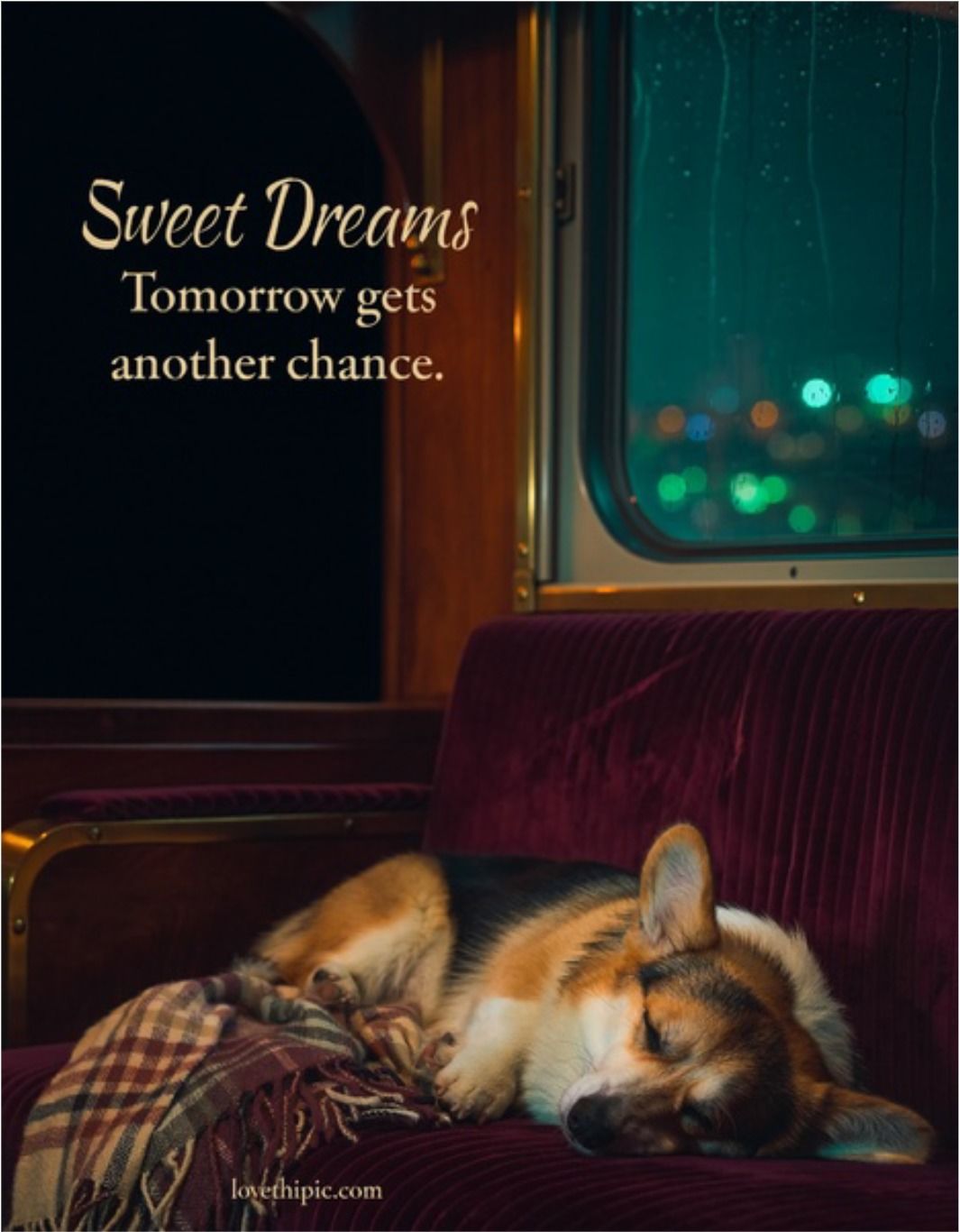 Sweet Dreams Tomorrow Gets Another Chance Corgi Asleep On A Train