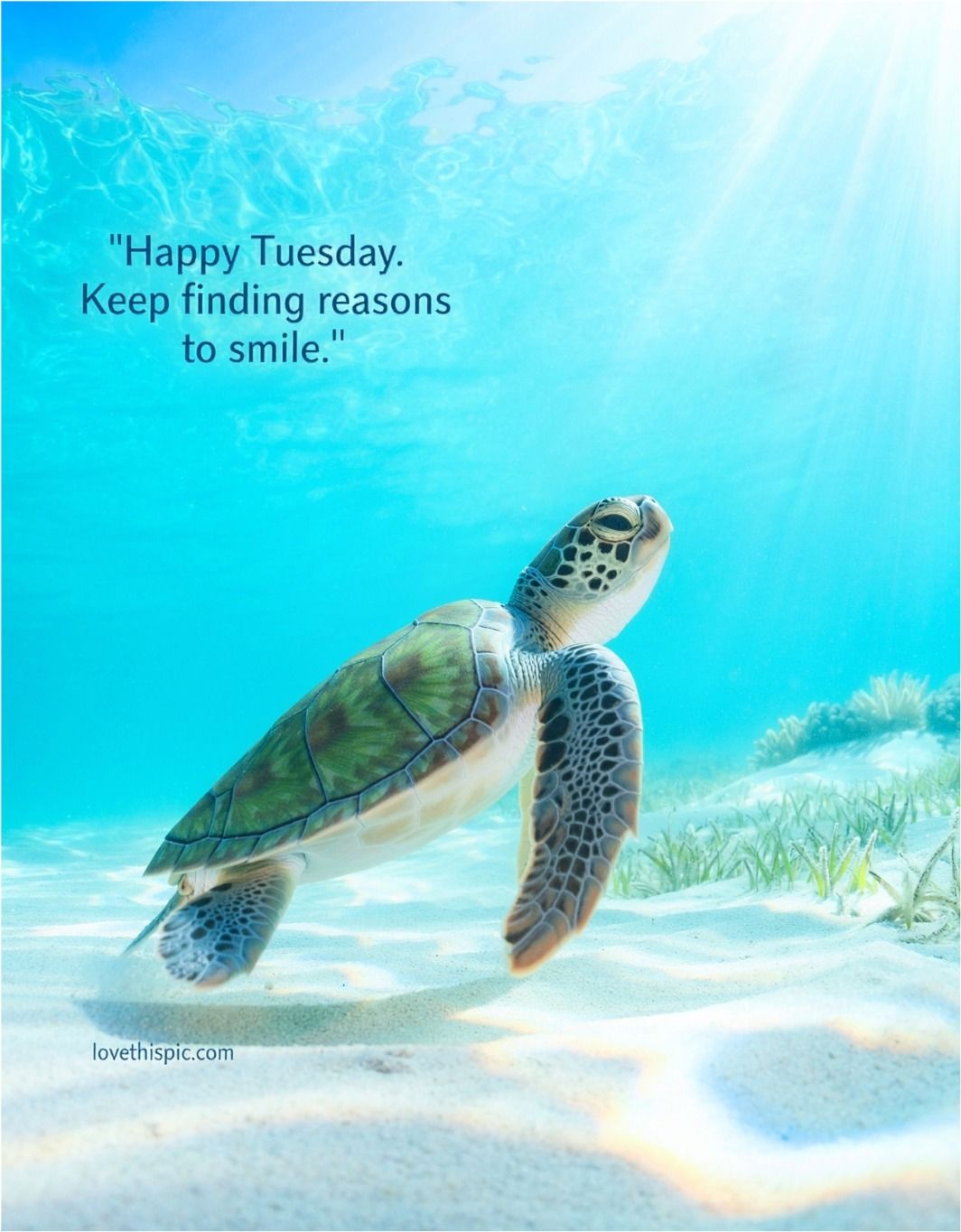 Happy Tuesday Keep Finding Reasons To Smile Sea Turtle