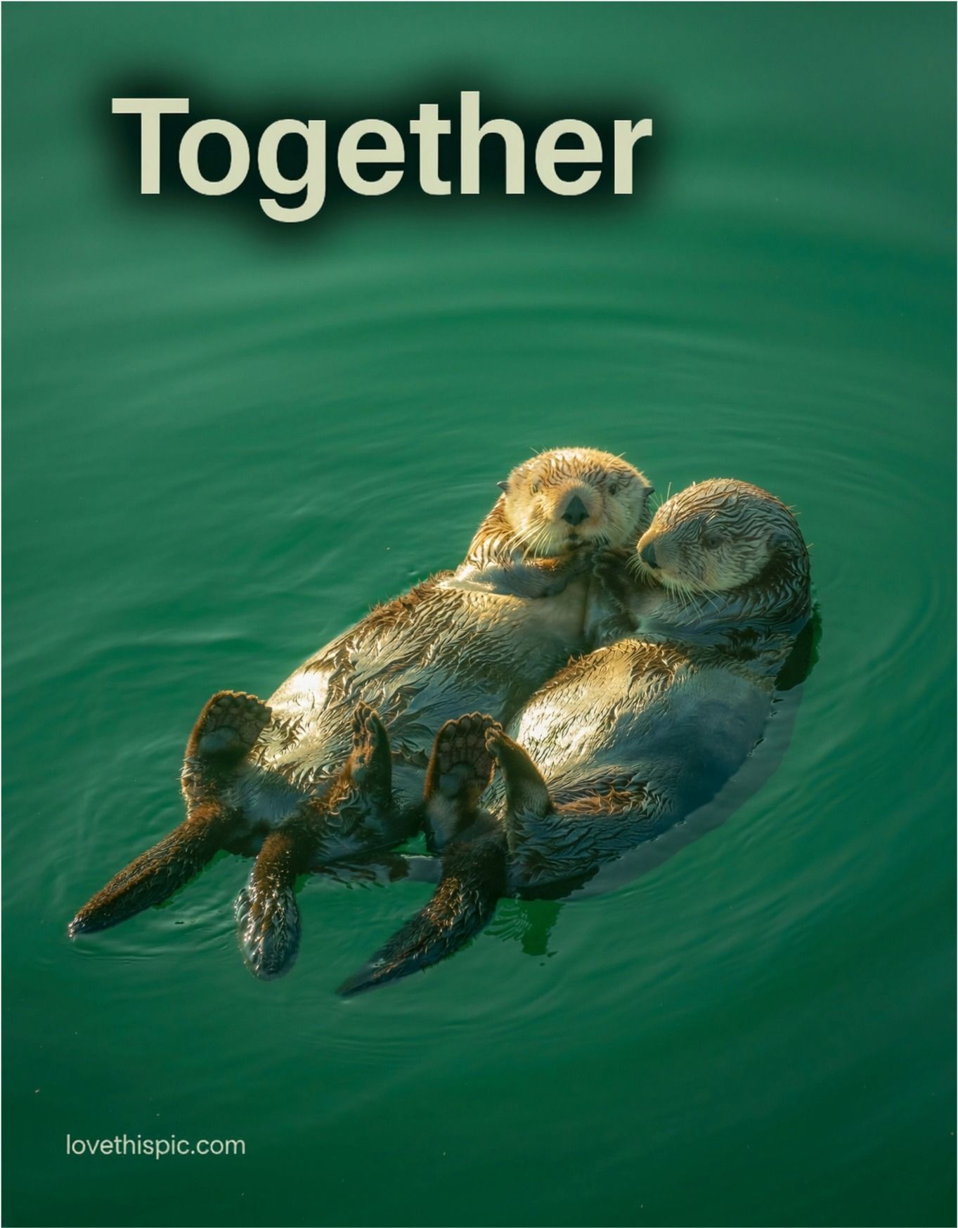 Together Sea Otters Holding Hands