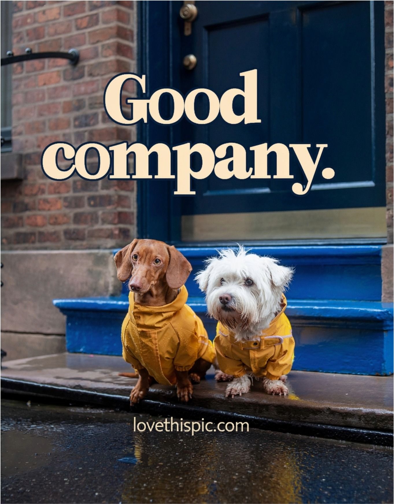 Good Company Dachshund And Westie In Yellow Raincoats