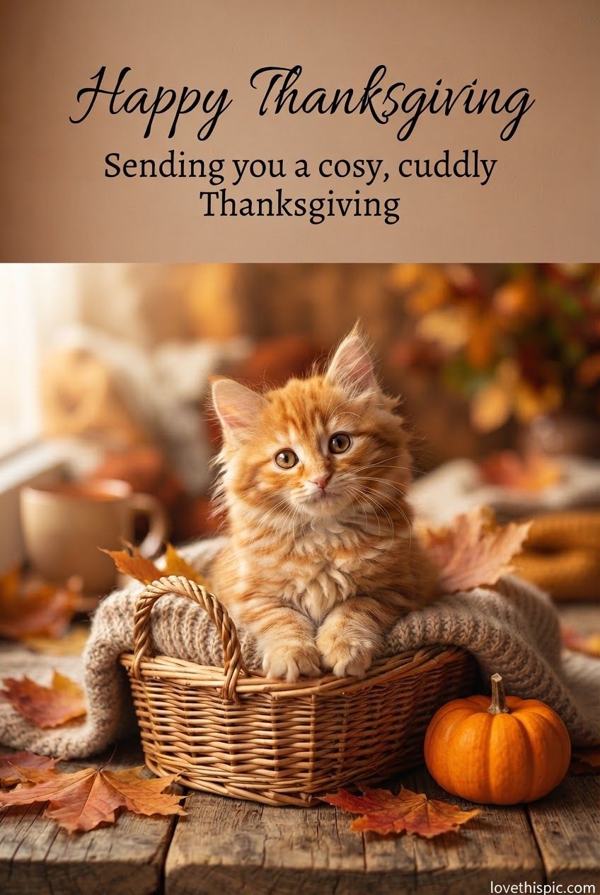 Happy Thanksgiving Sending You A Cosy Cuddly Thanksgiving