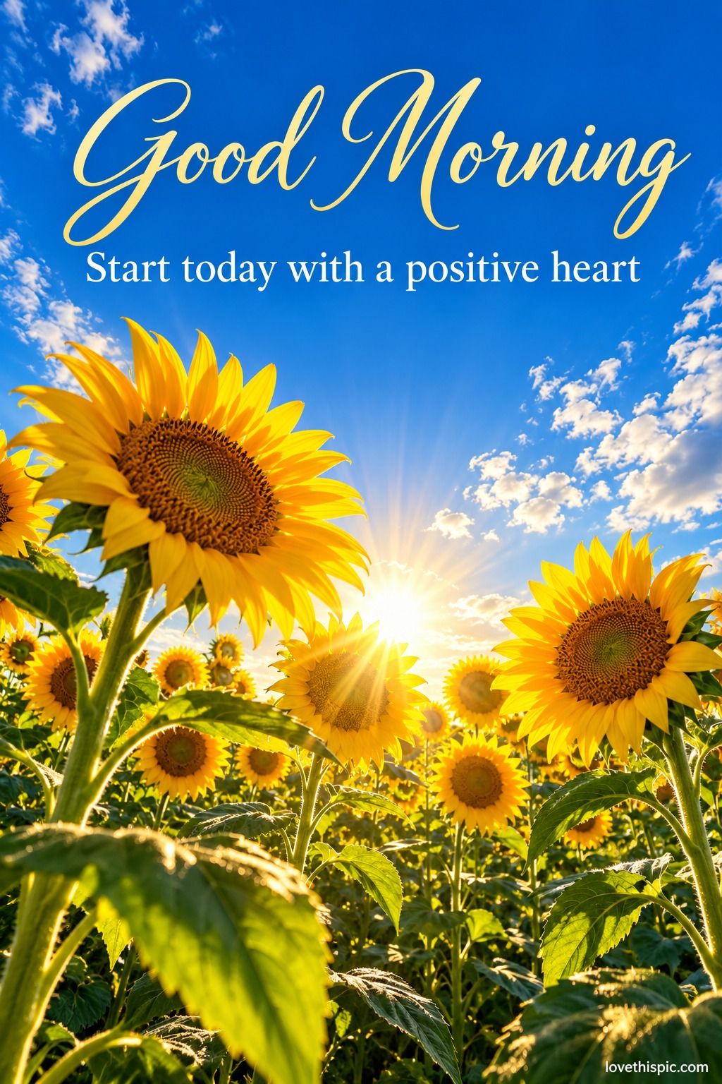 Good Morning Start Today With A Positive Heart Sunflowers