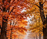 Hello November Golden Autumn Path And Country Fence