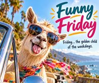 Funny Friday The Golden Child Of The Weekdays Llama In Sunglasses
