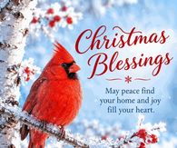 Christmas Blessings Red Cardinal In Falling Snow Gif