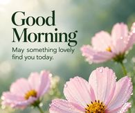 Good Morning May Something Lovely Find You Today Pink Cosmos Flowers