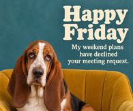 Happy Friday My Weekend Plans Have Declined Your Meeting Request Basset Hound