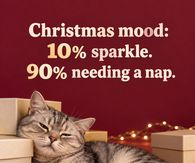Christmas Mood 10 Percent Sparkle 90 Percent Needing A Nap Cat