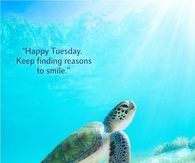 Happy Tuesday Keep Finding Reasons To Smile Sea Turtle