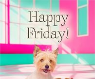 Happy Friday Yorkie With Red Roller Skates