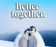 Better Together Baby Penguins Cuddling In The Snow