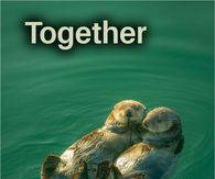 Together Sea Otters Holding Hands