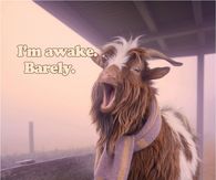 I'm Awake Barely Funny Goat Yawning