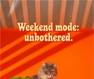 Weekend Mode Unbothered Cat In A Garden Wagon