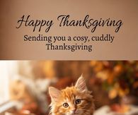 Happy Thanksgiving Sending You A Cosy Cuddly Thanksgiving