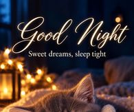 Good Night Sweet Dreams Sleep Tight Sleeping Kitten